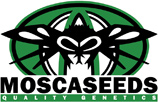 Logo Moscaseeds