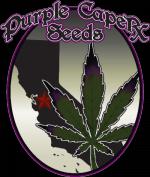 Logo Purple Caper Seeds