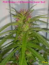 207 Seeds Pink Rosenthal Super Bud