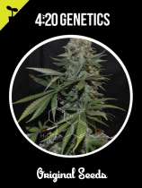 420 Genetics Diesel Auto