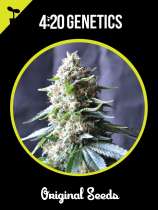 420 Genetics Power Plant