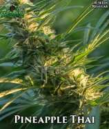 707 Seed Bank Pineapple Thai