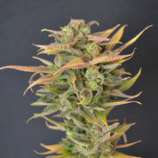 710 Genetics Auto High Priority