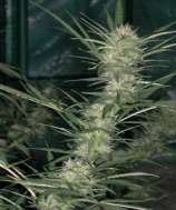 ACE Seeds Canela