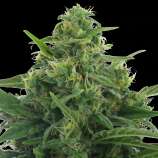 AC Genetics Speed Ryder #2