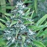 Abraxas Seeds Blue Mist