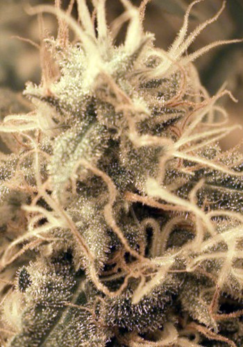 Radical Auto semillas autoflorecientes de Absolute Cannabis Seeds