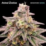 Advanced Seeds Animal Zookies