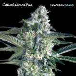 Advanced Seeds Critical Lemon Fast