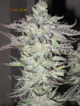 Alien Genetics Seven Ghost