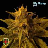 All-in Medicinal Seeds Big Marley Auto
