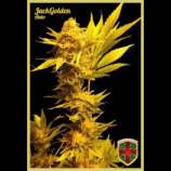 All-in Medicinal Seeds Jack Golden Auto