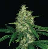 Alpha Genetics Amnesia