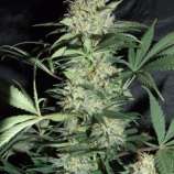 Amaranta Seeds Silver Haze