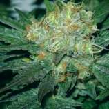 Amaranta Seeds Tugy D / Diesel