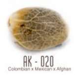 Amsterdam Genetics AK-020 Autoflower