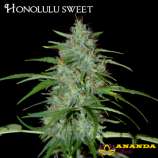 Ananda Seeds Honolulu Sweet
