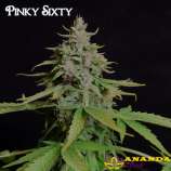 Ananda Seeds Pinky Sixty