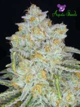 Anesia Seeds Amnesia Flash Auto