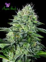 Anesia Seeds Auto Strawberry Banana