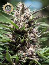 Anesia Seeds Purple Thai