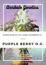 Annibale Genetics Purple Berry O.G.