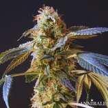 Annibale Genetics Strawberry Pebbles Punch