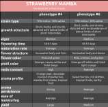 Annunaki Genetics Strawberry Mamba