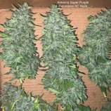 Antenna Seeds Antenna Super Purple Colombian AC Haze