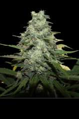 Apex Seeds Blue Monkey