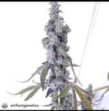 Artifact Genetics LA Bubblecake