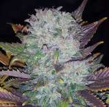 Author Seeds Tintin Kush