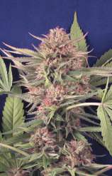 B.I.G. Seeds Big Lavender