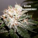 B.O.G. Seeds Sour Strawberry