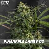 BSF Seeds Pineapple Larry OG
