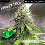 BSV Genetics Monkey Tails