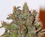 Baked Beans Cannabis Seeds White Widow