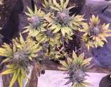 Bay Seeds T1000F1