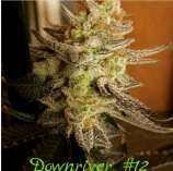 Bean Drop Genetics Downriver #12