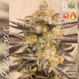 Beleaf Cannabis Disco Stix