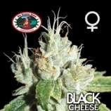 Big Buddha Seeds Black Cheese