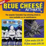 Big Buddha Seeds Blue Cheese Automatic