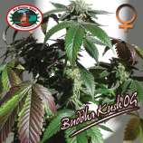 Big Buddha Seeds Buddha Kush OG