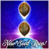 Big Dog Exotic Cannabis Seeds Purple Hindu Pluto