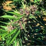 Black Sheep Genetics Grumpy Grape