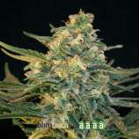 Blim Burn Seeds Guanabana