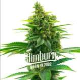 Blim Burn Seeds Khalifa Kush