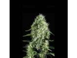 Blim Burn Seeds Silversurfer Haze