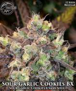 Bloom Seed Co Sour Garlic Cookie BX