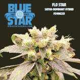 Blue Star Seed Co Flo Star